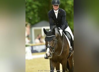 Sportivo Tedesco / Sportivo della Germania, Stallone, 13 Anni, 172 cm