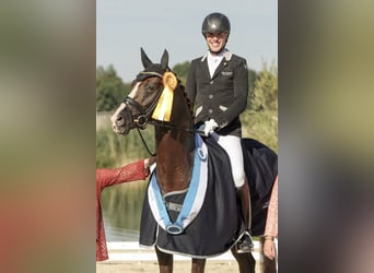 Bavarese, Stallone, 14 Anni, 170 cm, Sauro scuro