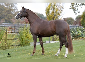 Bawarski koń gorącokrwisty, Ogier, 12 lat, 170 cm, Ciemnokasztanowata