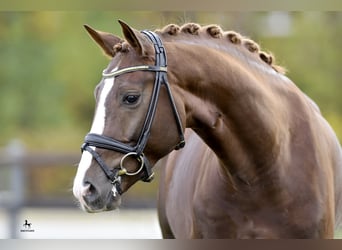 Bawarski koń gorącokrwisty, Ogier, 12 lat, 170 cm, Ciemnokasztanowata