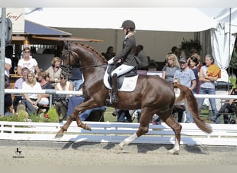 Bayerisches Warmblut, Hengst, 14 Jahre, 170 cm