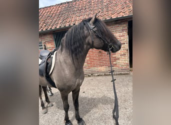 Duelmen, Gelding, 10 years, 13.2 hh, Dun