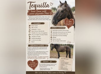 Duelmen Mix, Gelding, 25 years, 16.1 hh