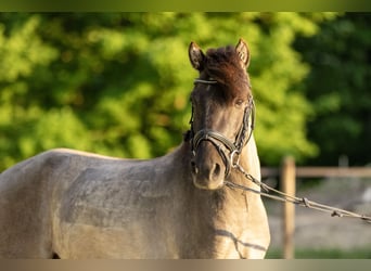 Duelmen, Gelding, 3 years, 12,1 hh, Dun