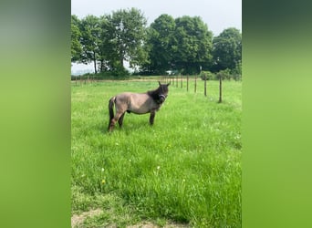 Duelmen, Gelding, 3 years, 12,3 hh, Dun