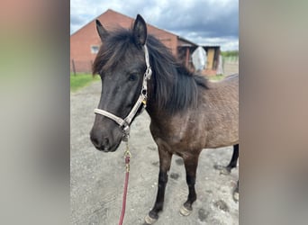 Duelmen, Gelding, 3 years, 13.1 hh, Grullo