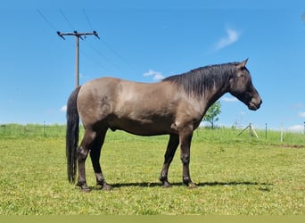Duelmen, Gelding, 4 years, 14.1 hh, Dun