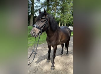 Duelmen, Gelding, 6 years, 13.1 hh, Smoky-Black