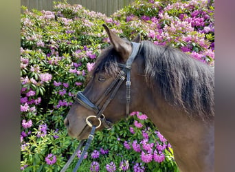 Duelmen, Gelding, 6 years, 13.1 hh, Smoky-Black