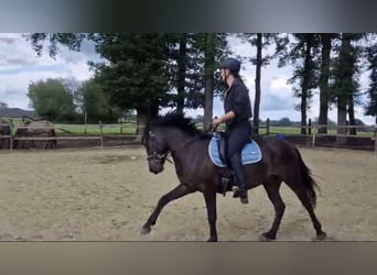 Duelmen, Gelding, 6 years, 13.1 hh, Smoky-Black