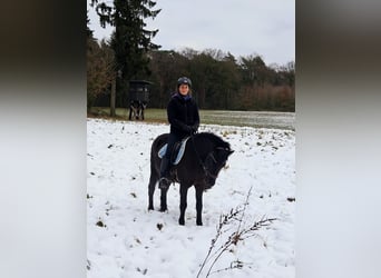 Duelmen, Gelding, 6 years, 13.1 hh, Smoky-Black