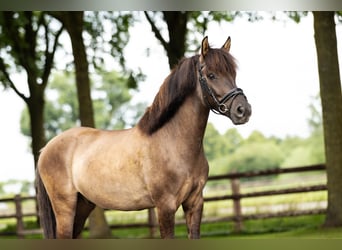 Duelmen, Gelding, 6 years, 13.2 hh, Dun