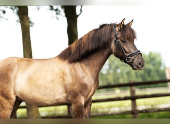 Duelmen, Gelding, 6 years, 13.2 hh, Dun