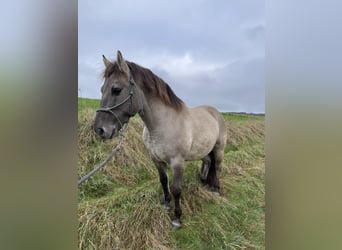 Duelmen, Gelding, 8 years, 13,1 hh, Dun