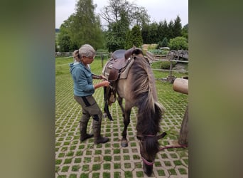 Dülmen, Hongre, 13 Ans, 147 cm, Isabelle