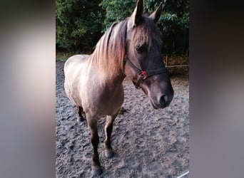 Dülmen Croisé, Hongre, 14 Ans, 148 cm, Bai clair