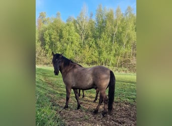 Dülmen, Hongre, 4 Ans, 145 cm, Isabelle