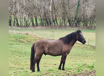 Dülmen, Hongre, 4 Ans, 145 cm, Isabelle