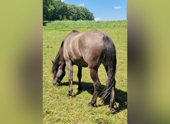 Dülmen, Hongre, 4 Ans, 145 cm, Isabelle