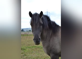 Dülmen, Hongre, 5 Ans, 132 cm