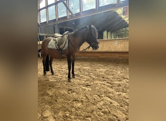 Dülmen, Jument, 16 Ans, 120 cm, Bai