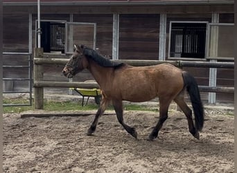 Dülmen, Jument, 16 Ans, 120 cm, Bai