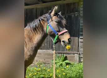 Duelmen, Mare, 16 years, 10,2 hh, Brown