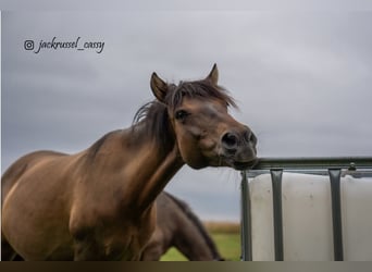 Duelmen, Mare, 17 years, 11,2 hh, Brown