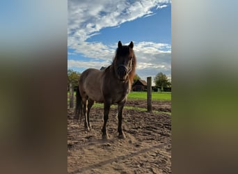 Dülmen Pony, Castrone, 11 Anni, 137 cm