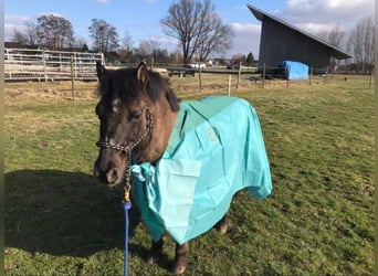 Dülmen Pony Mix, Castrone, 14 Anni, 130 cm, Falbo baio