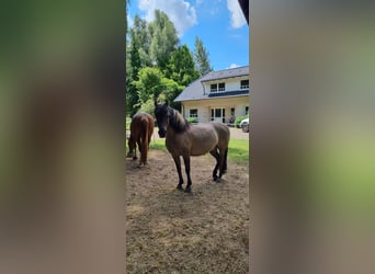 Dülmen Pony, Castrone, 15 Anni, 133 cm, Falbo