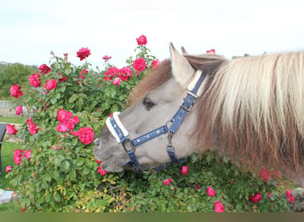 Dülmen Pony, Castrone, 18 Anni, 144 cm, Falbo