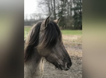 Dülmen Pony, Castrone, 2 Anni, 140 cm, Grullo