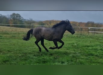 Dülmen Pony, Castrone, 4 Anni, 145 cm, Falbo