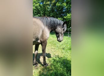 Dülmen Pony, Castrone, 4 Anni, 145 cm, Falbo