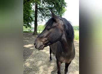 Dülmen Pony, Castrone, 6 Anni, 137 cm, Baio nero