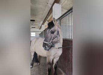 Dülmen Pony, Castrone, 9 Anni, 138 cm, Falbo