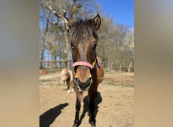 Dülmen Pony, Giumenta, 16 Anni, 120 cm, Baio