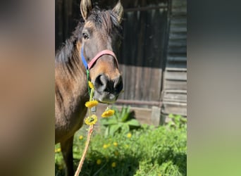 Dülmen Pony, Giumenta, 16 Anni, 120 cm, Baio