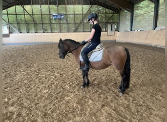 Dülmen Pony, Giumenta, 16 Anni, 120 cm, Baio