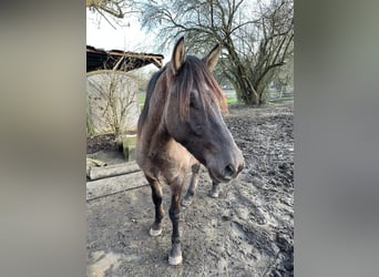 Dülmen Pony, Stallone, 2 Anni, 135 cm