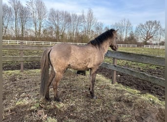 Dülmen Pony, Stallone, 3 Anni, 137 cm, Falbo