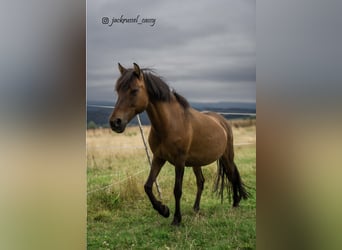 Dülmener-paard, Merrie, 16 Jaar, 120 cm, Bruin