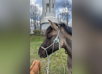 Dülmener-paard, Ruin, 7 Jaar, 135 cm