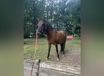 Dülmener, Stute, 17 Jahre, 120 cm, Brauner