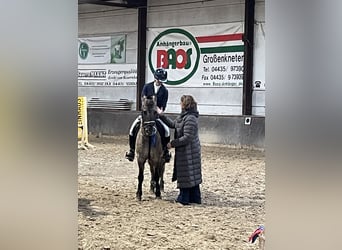 Dülmener, Wallach, 11 Jahre, 136 cm, Falbe