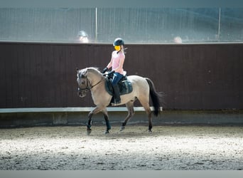 Dülmener, Wallach, 12 Jahre, 138 cm, Falbe