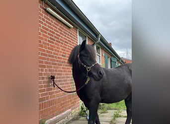 Dülmener, Wallach, 14 Jahre, 133 cm, Rappe