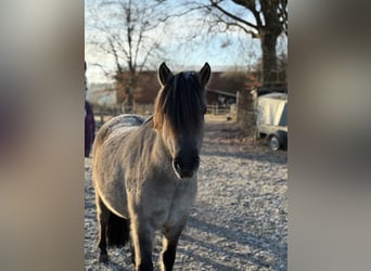 Dülmener, Wallach, 4 Jahre, 142 cm