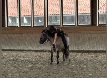 Dülmener, Wallach, 4 Jahre, 145 cm, Falbe